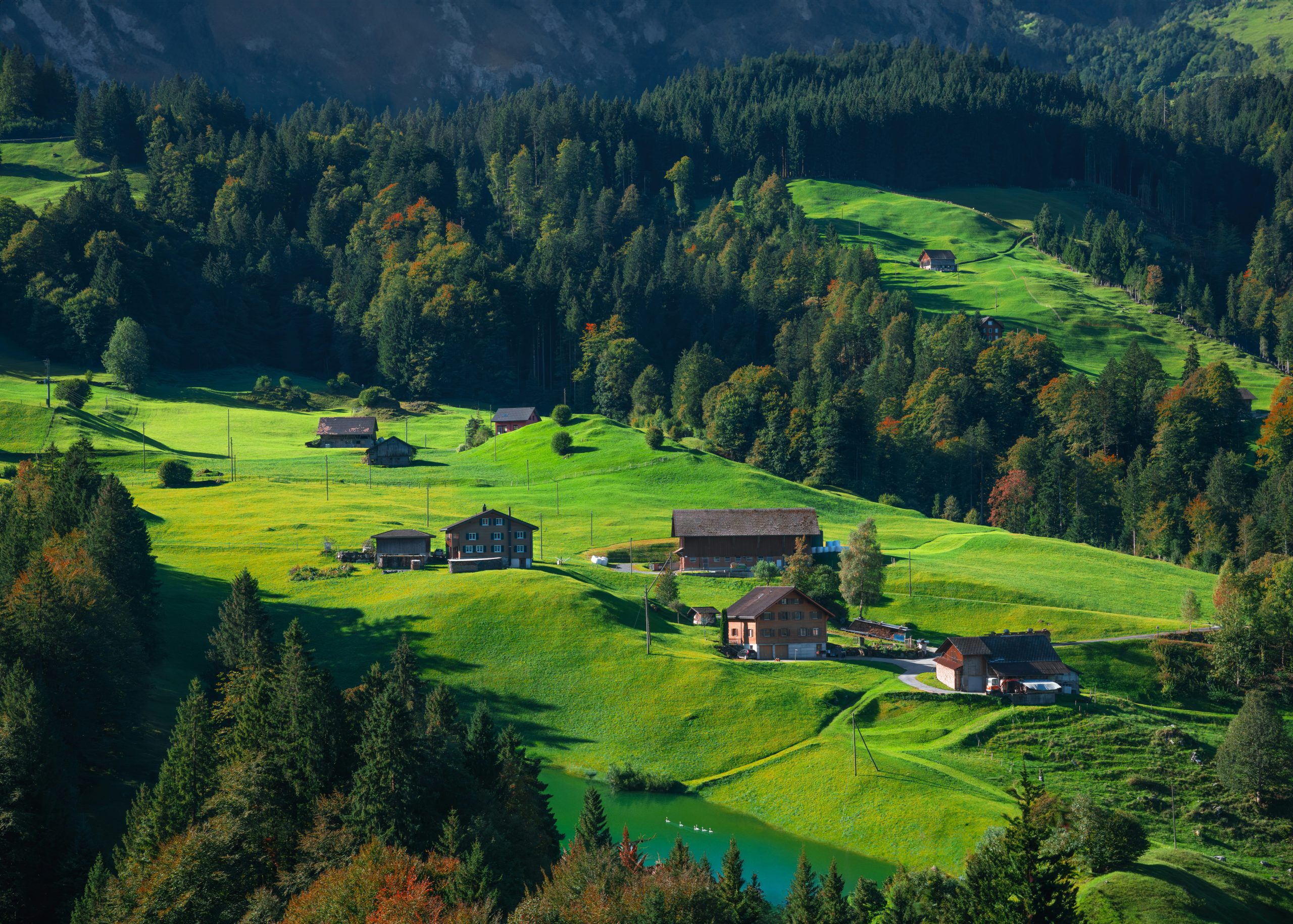 Bois européens
